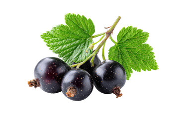 Fresh black currants with leaves on a stem