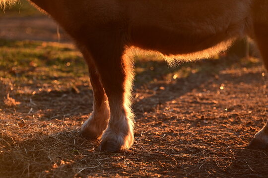 Shetlandpony mit teils geschorenem Fell im Gegenlicht der Wintersonne