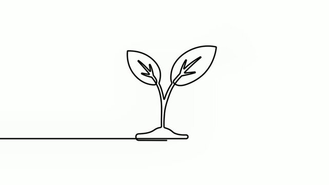 Continuous Single Line Plant Seedling Minimal Growth Video Animation