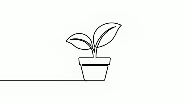Continuous Single Line Potted Plant Minimal Growth Video Animation