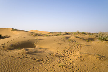 Footprints trace a winding path across golden sand dunes dotted with sparse desert shrubs under a clear blue sky in the Thar Desert near Jaisalmer, India. The scene features textured sand, gentle