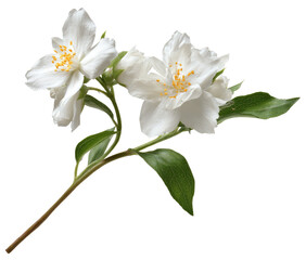 Obraz premium Close-up of two delicate white jasmine flowers on a stem with green leaves