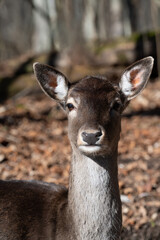 Close-up of a young Fallow Deer (Dama dama)