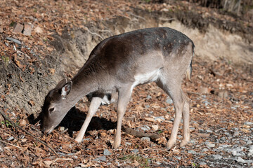 Fallow deer (Dama Dama )  is grazing in the forest .