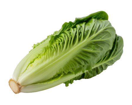 A single fresh head of romaine lettuce with vibrant green leaves and a transparent background white stem isolated on a transparent background