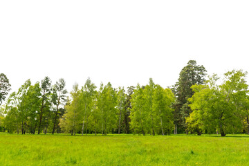 Green forest, green trees and green spring grass field in PNG isolated on transparent background