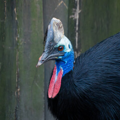 Close-up portrait of a southern cassowary with vivid blue neck, black feathers and distinctive casque, standing against a weathered wooden background.
