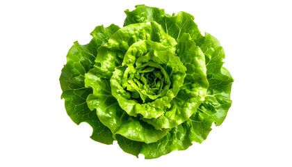 Overhead view of a vibrant, healthy, leafy green head of lettuce against a black background