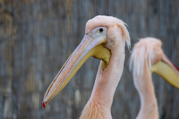 Close-up portrait of a pink pelican with long beak and soft feathers. Elegant water bird against blurred background, natural light, calm zoo wildlife scene.