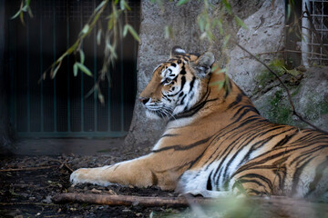 Resting tiger lying on the ground near rock walls, calm and watchful, framed by foliage. Wildlife portrait in a zoo or sanctuary setting, natural light, moody atmosphere.