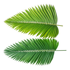 Obraz premium Two lush green palm fronds, one above the other, isolated against black