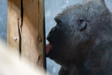 Side view of a gorilla licking a wooden post in a zoo enclosure. Close-up captures natural primate behavior, curiosity, and texture of fur and wood against a soft background.