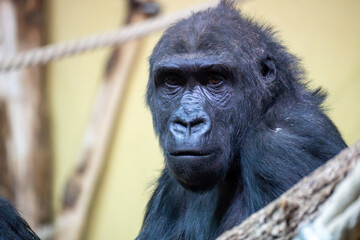 Close-up portrait of a gorilla with an expressive face and dark fur. Detailed view highlights intelligent eyes and natural texture against a soft, blurred zoo or wildlife background.