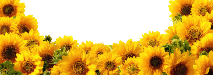 Close-up of many bright yellow sunflowers, filling the frame.  A black background is visible behind the flowers, creating a  border around the blossoms.  Green leaves are visible amongst the blossoms