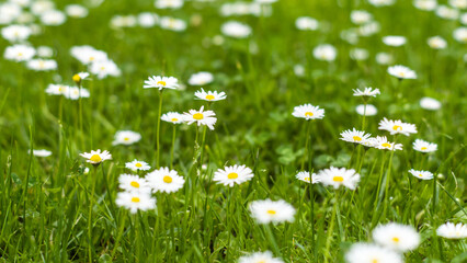 Close-up of daisies (Bellis perennis) blooming across a green meadow, highlighting fresh grass, delicate petals, and a calm natural mood. © agrope