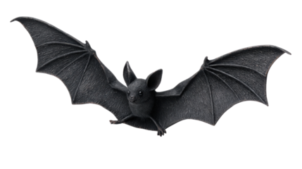 A single black bat isolated on white background