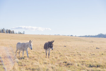 Obraz premium Grazing Donkey's