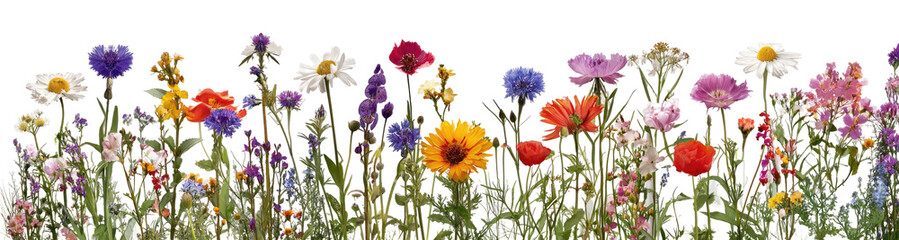 Colorful wildflower meadow (2)