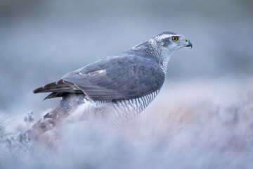 Northern goshawk on frozen landscape