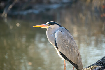Close-up portrait of a grey heron resting by calm water. Side profile highlights the long orange beak, sharp eye, and elegant feathers with a soft, blurred natural background.