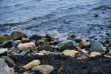 Obraz premium Rocky Baltic Sea Shoreline with Stones and Seaweed in Tallinn