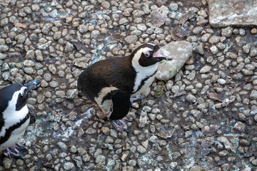 Two African penguins standing on rocky ground in a zoo or wildlife park. Overhead view captures natural behavior, black and white plumage, and textured stone background.