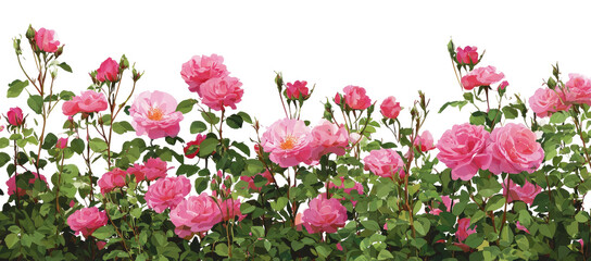 Lush Pink Rose Bushes
