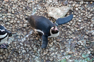 African penguin with open mouth standing on rocky ground in a zoo or wildlife park. Overhead view 