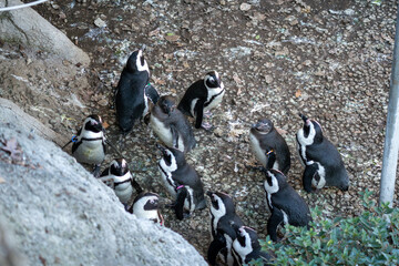 Group of African penguins gathered on rocky ground in a zoo or wildlife park. Overhead view shows social behavior, black and white plumage, and textured natural surface.