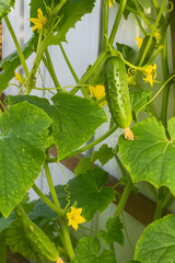Fresh Green Cucumber Growing On Vine With Yellow Flowers In Garden