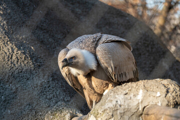 Close-up portrait of a griffon vulture with a powerful curved beak and piercing eye. Detailed side profile shows textured feathers against a soft, natural background.