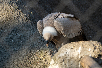 Close-up portrait of a griffon vulture with a powerful curved beak and piercing eye. Detailed side profile shows textured feathers against a soft, natural background.