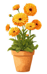 Bright orange/yellow flowers in terracotta pot