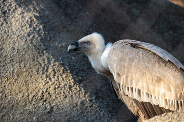 Close-up portrait of a griffon vulture with a powerful curved beak and piercing eye. Detailed side profile shows textured feathers against a soft, natural background.