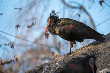 Northern bald ibis with iridescent dark feathers and long red curved beak, seen through enclosure fencing. Wildlife portrait highlighting conservation, captivity, and endangered species.