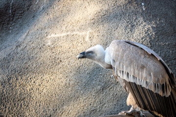 Close-up portrait of a griffon vulture with a powerful curved beak and piercing eye. Detailed side profile shows textured feathers against a soft, natural background.