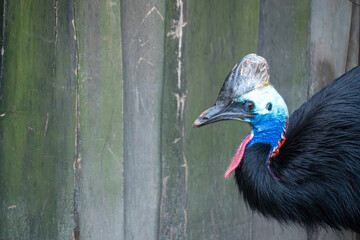 Close-up portrait of a southern cassowary with vivid blue neck and red wattles. Side view highlights the powerful beak, glossy black feathers, and prehistoric appearance.