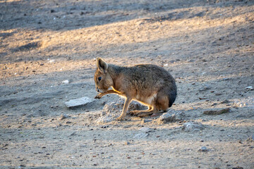 Patagonian mara grooming itself on sandy ground in warm evening light. Wildlife scene showing a rare South American rodent in a naturalistic zoo habitat, calm and detailed.