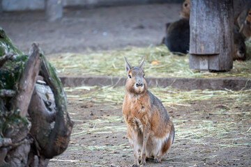 Patagonian mara standing alert on sandy ground in a zoo enclosure. Full-body view shows long legs, upright posture, and distinctive rodent features in a natural setting.