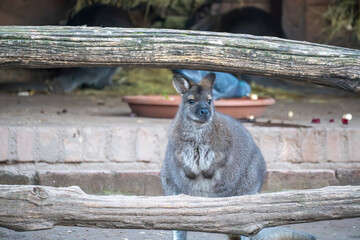 Grey wallaby standing behind wooden logs in a zoo enclosure. Calm posture highlights soft fur, alert ears, and natural marsupial behavior in a controlled wildlife setting.