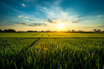 Beautiful sunrise over green agricultural field with crop rows, vibrant sky and sun rays, rural farmland landscape, sustainable farming and nature background
