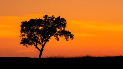 Obraz premium Silhouette of a lone tree against a vibrant orange sunset sky.