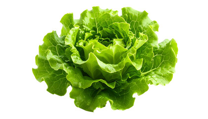 Fresh, vibrant green head of lettuce with detailed, textured leaves, isolated on black