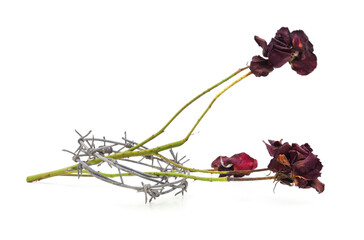 Withered red roses and barbed wire on a white background.