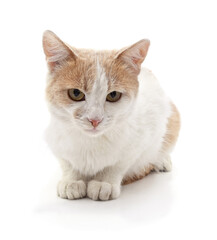 Beautiful white and ginger cat sitting on a white background.