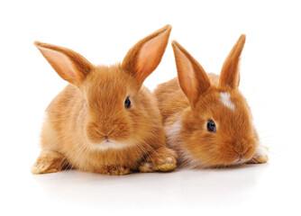 Two cute red bunnies sitting together on a white background.