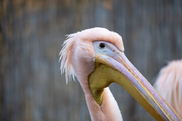 Close-up portrait of a pink pelican with a long beak and soft feathers. Detailed profile view with shallow depth of field and a calm, natural zoo or wildlife background.