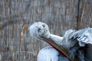 Close-up of a Dalmatian pelican preening its feathers. Detailed view shows the long beak, red throat pouch, and textured white plumage against a soft, neutral background.