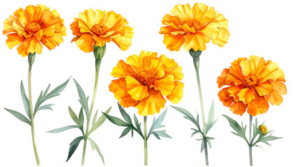 Five vibrant, orange, watercolor-style marigold flowers with green stems and leaves