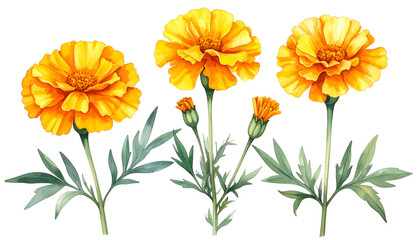 Watercolor illustration of three marigold flowers with buds and leaves on black